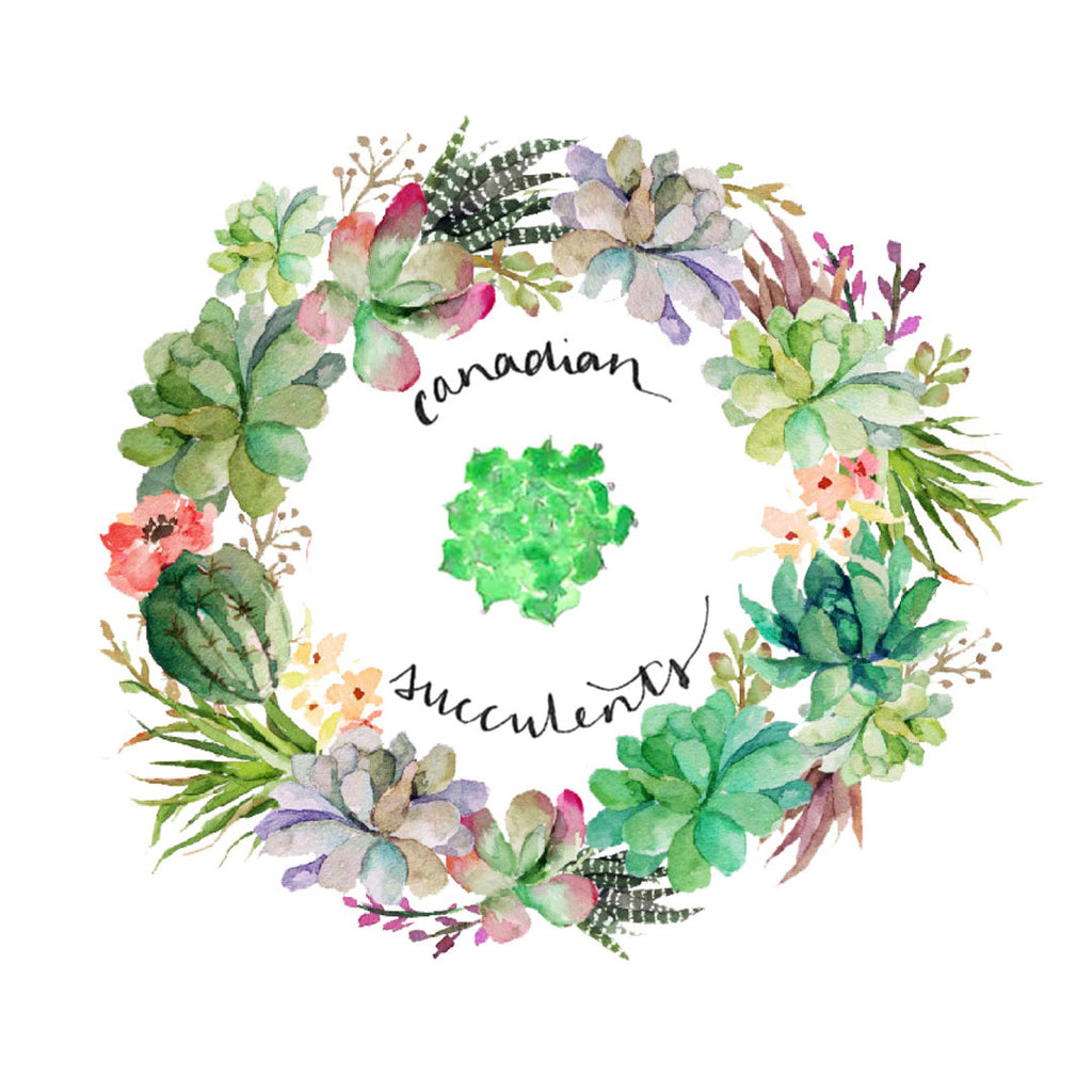 Canadian Succulents logo